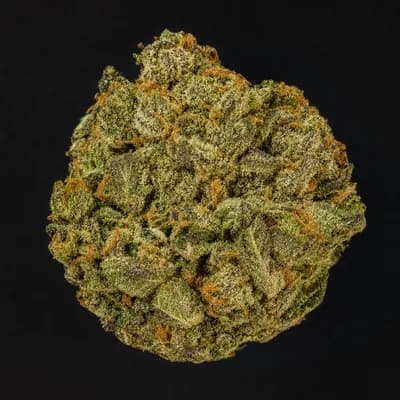 Alpine Guava