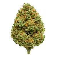 Amnesia Haze
