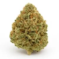 Animal Cookies