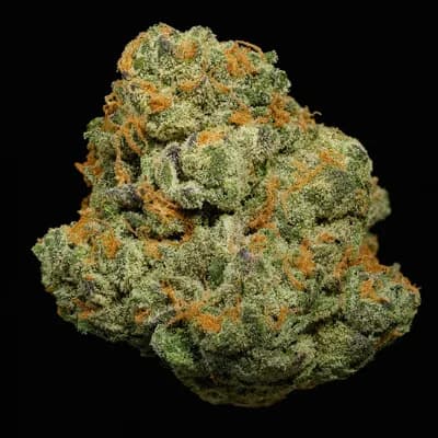 Apricot Stomper