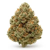 Atomic Goat