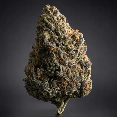 Black Maple
