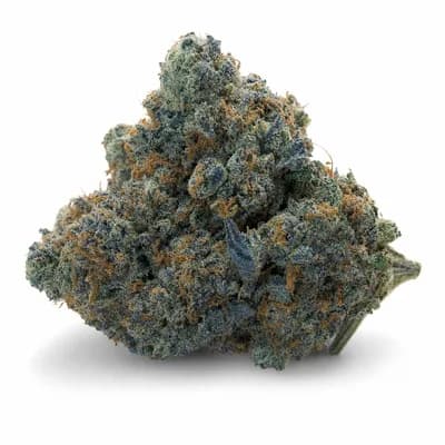 Blue Coma
