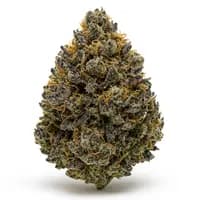 Blueberry Skunk