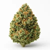 Candy Cane