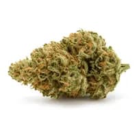 Chocolope
