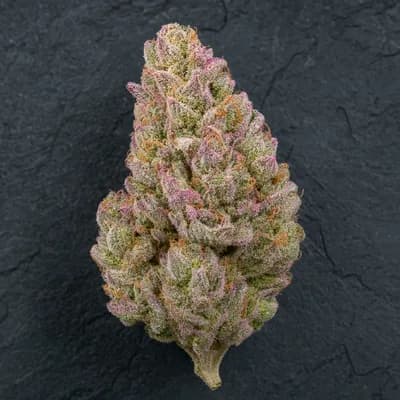 Coastal Pink