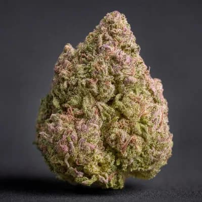 Comatose pink