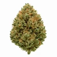 Critical Mass