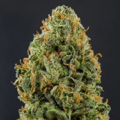 Durban Biscotti 28