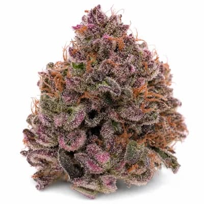 EL CHAPO PINK