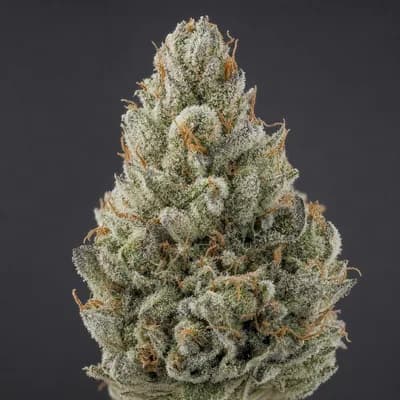 Frosted Gelato