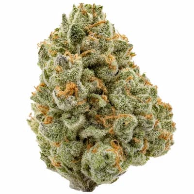 Gelato 18