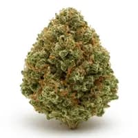 GELATO 33