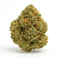 Gelato 41