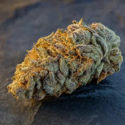 Gelato Ice