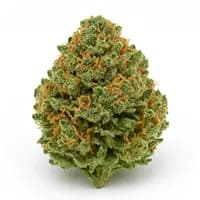 GMO Kush