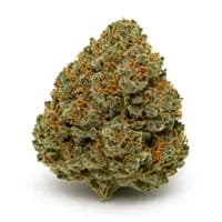 God Bud