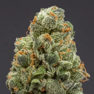 Guava Gas