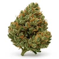 Gucci OG