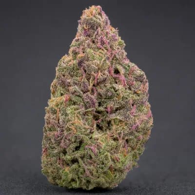 Gucci Pink
