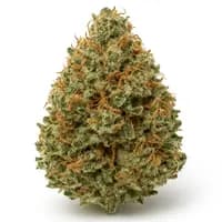 Jack Herer