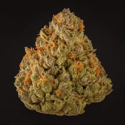 Jack Herrer
