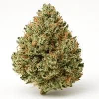 Jamaican Pearl
