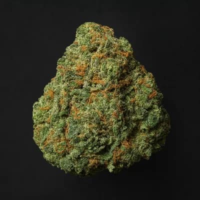 Jungle Haze