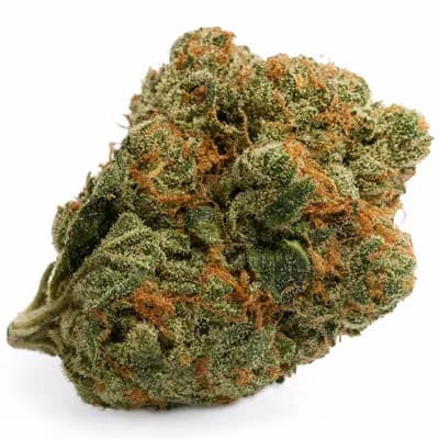 King Kush