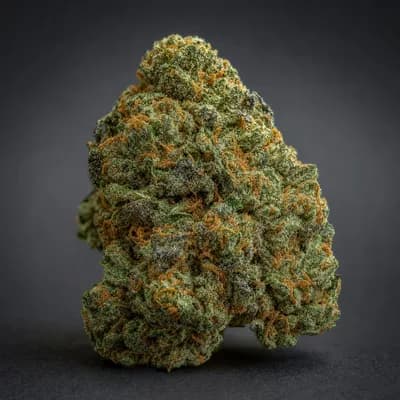 L A Haze