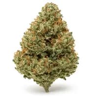 Lemon OG