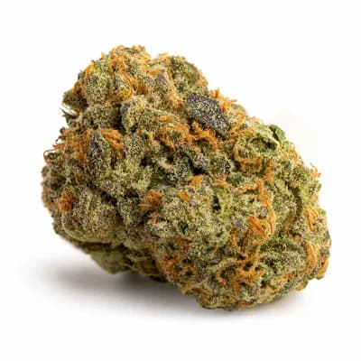 Mimosa EVO