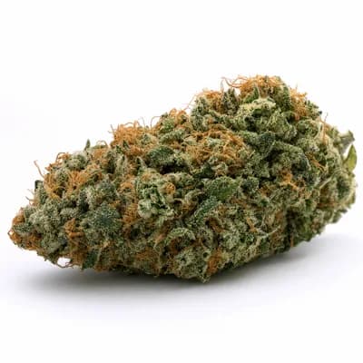 Nepal Jam