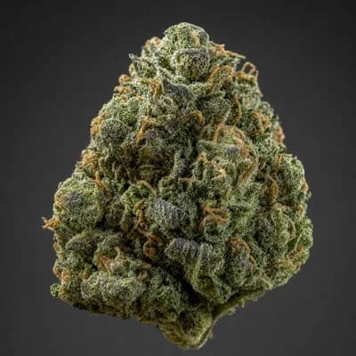 Neville s Haze 21