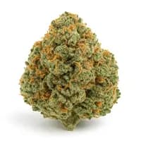 Northern Lights