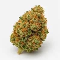 Orange Dream