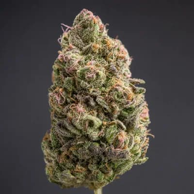 Pink Goo THC 30