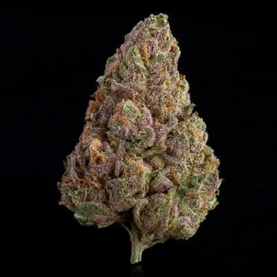 Pink Rock Star