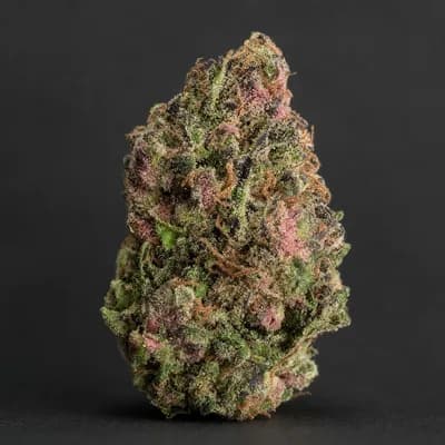 PINK ROCKSTAR