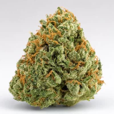 Platinum Rockstar