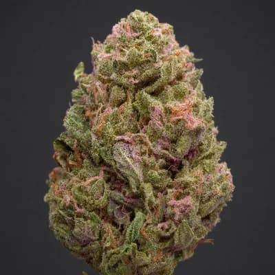 Platinum Rose