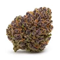 Purple Afghani