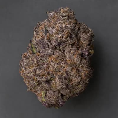 Purple Elephant 32