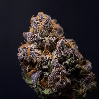 Purple Henessey