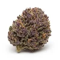 Purple Hindu Kush