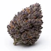 Purple Kush
