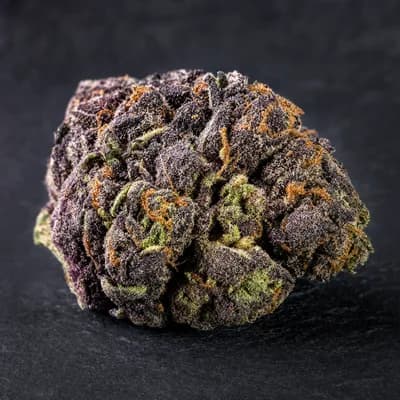 Purple Mimosa