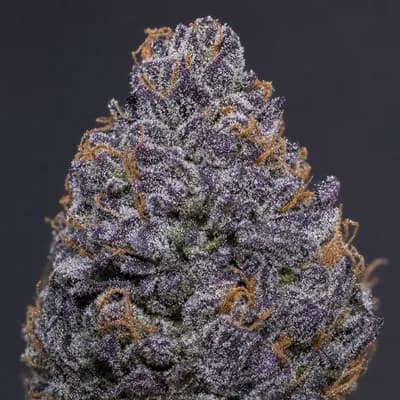 Purple Monkey