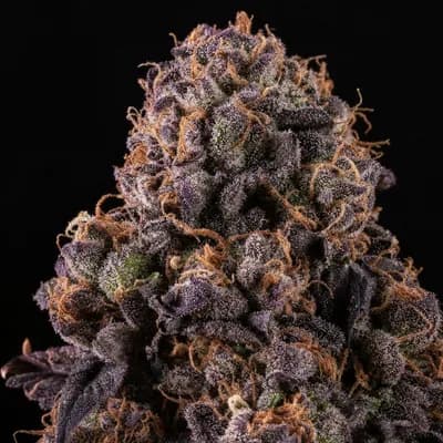Purple Ripple